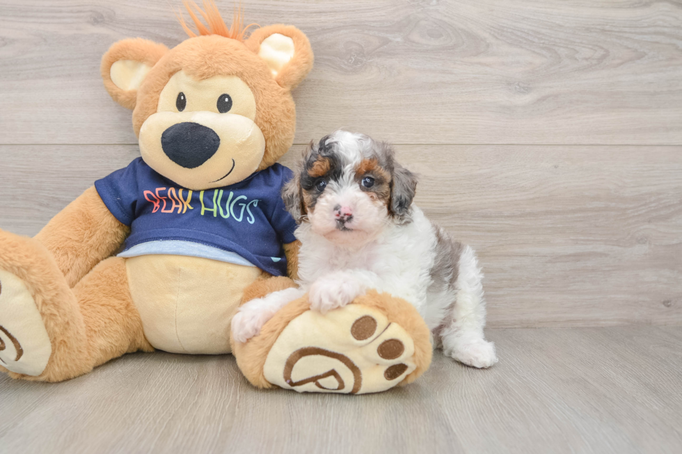 Little Poodle Purebred Pup