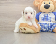 7 week old Poodle Puppy For Sale - Seaside Pups