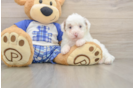 Poodle Puppy for Adoption