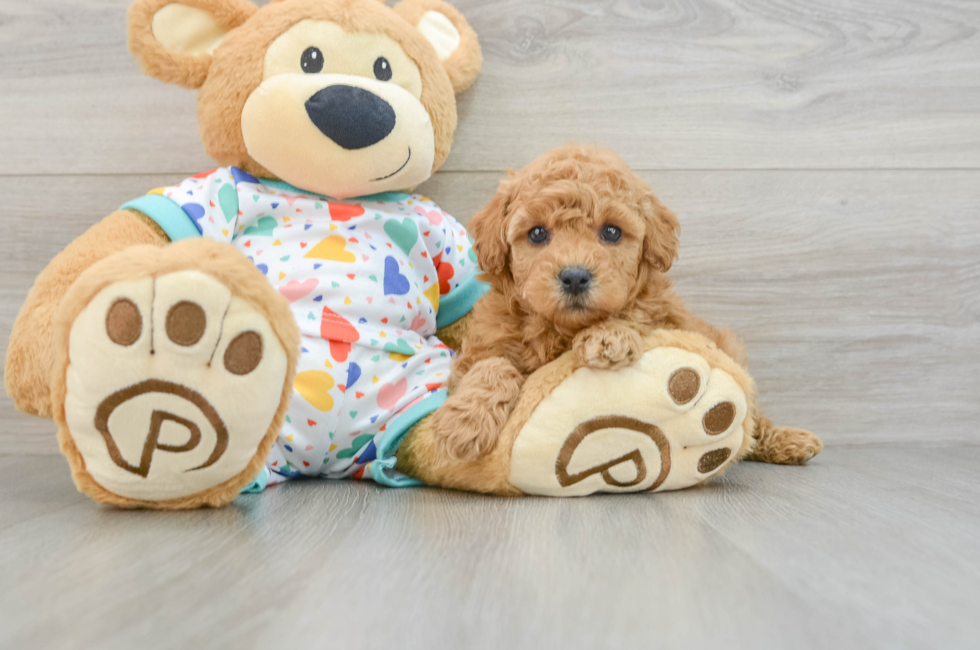 6 week old Poodle Puppy For Sale - Seaside Pups