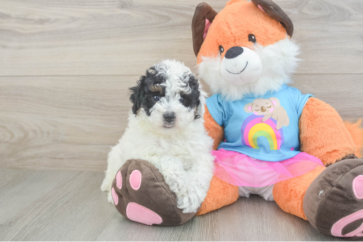 Poodle Puppy for Adoption