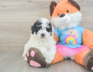 8 week old Poodle Puppy For Sale - Seaside Pups