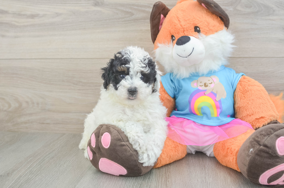 5 week old Poodle Puppy For Sale - Seaside Pups