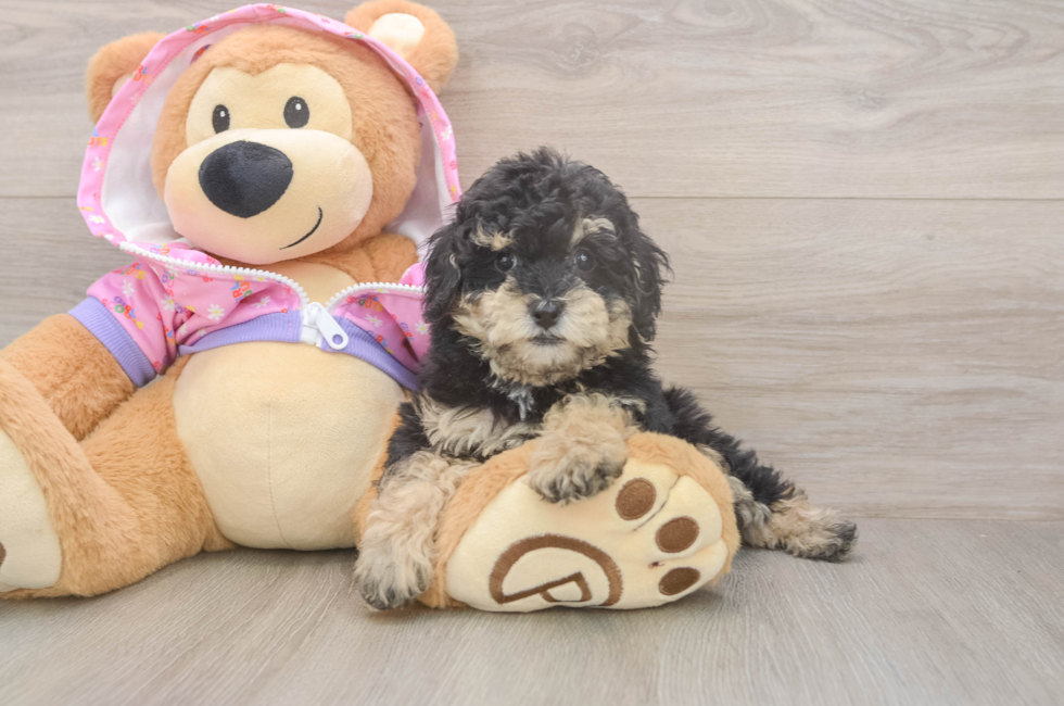 7 week old Poodle Puppy For Sale - Seaside Pups
