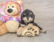 9 week old Poodle Puppy For Sale - Seaside Pups 9 week old Poodle Puppy For Sale - Seaside Pups