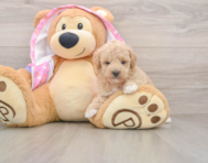 7 week old Poodle Puppy For Sale - Seaside Pups