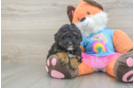 Playful Poodle Purebred Pup