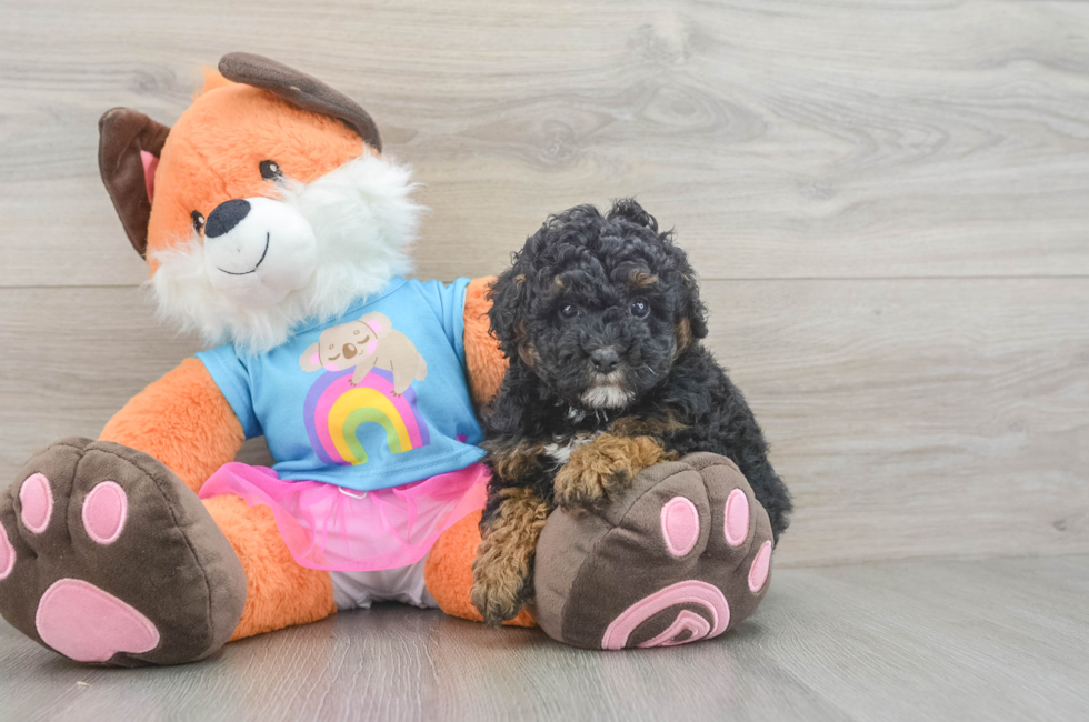 5 week old Poodle Puppy For Sale - Seaside Pups