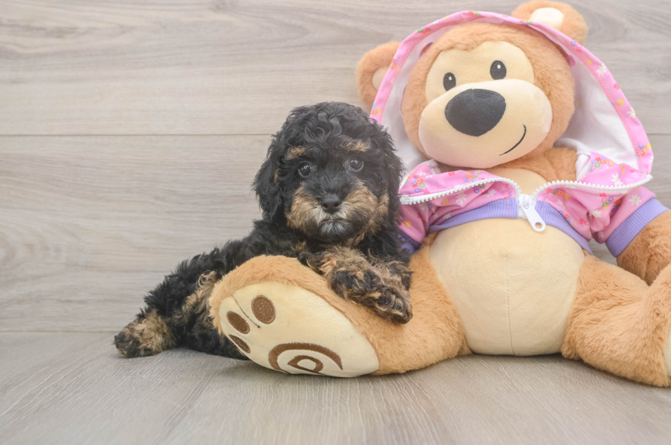 7 week old Poodle Puppy For Sale - Seaside Pups