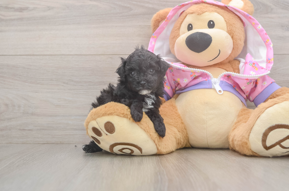 5 week old Poodle Puppy For Sale - Seaside Pups