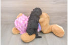 Small Poodle Baby