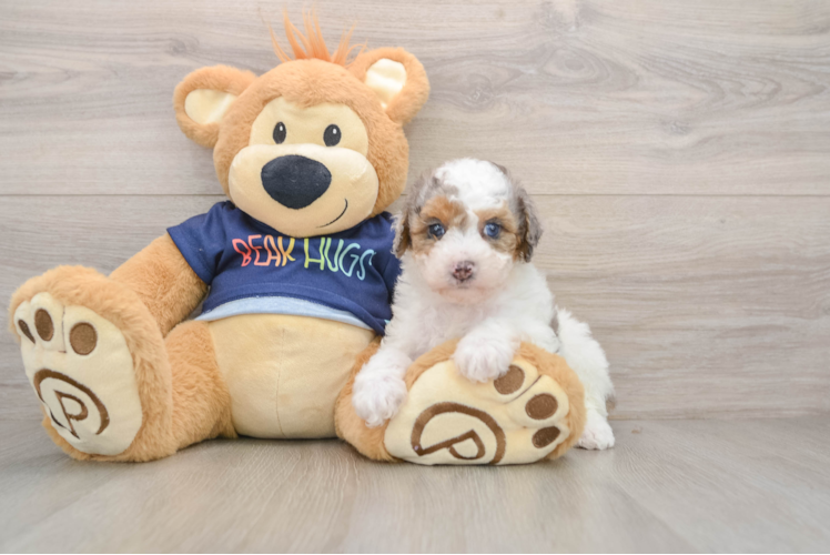 Poodle Puppy for Adoption