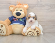 8 week old Poodle Puppy For Sale - Seaside Pups