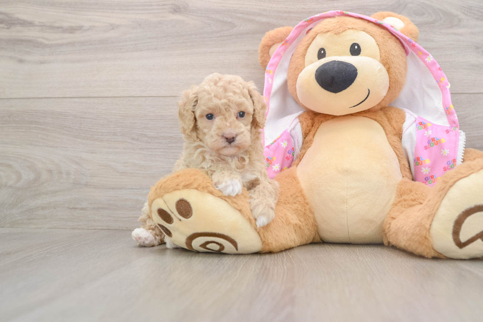 Hypoallergenic Poodle Purebred Pup