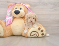 6 week old Poodle Puppy For Sale - Seaside Pups