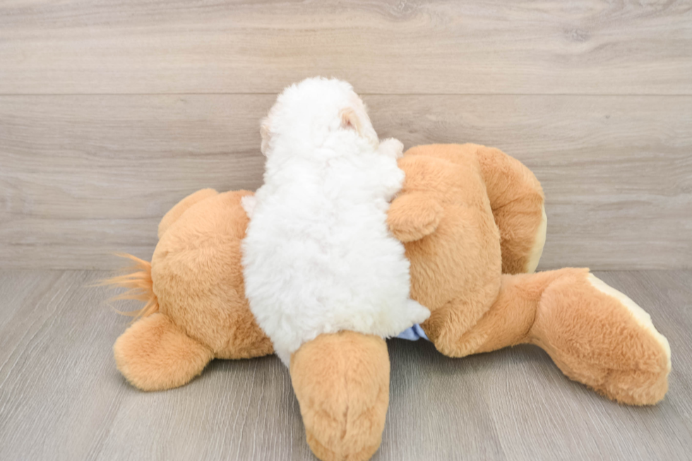 Funny Poodle Baby