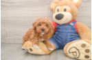 Small Poodle Purebred Pup