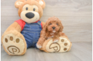 Hypoallergenic Poodle Baby