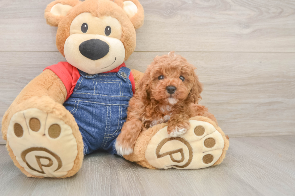 6 week old Poodle Puppy For Sale - Seaside Pups
