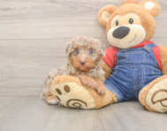 8 week old Poodle Puppy For Sale - Seaside Pups