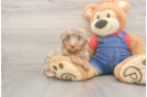 Hypoallergenic Poodle Purebred Pup