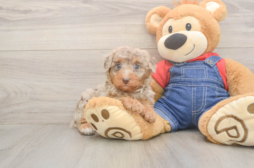 5 week old Poodle Puppy For Sale - Seaside Pups