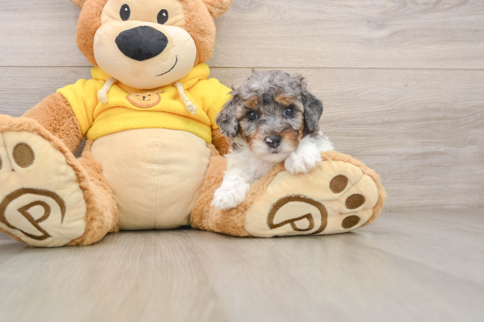 Friendly Poodle Baby