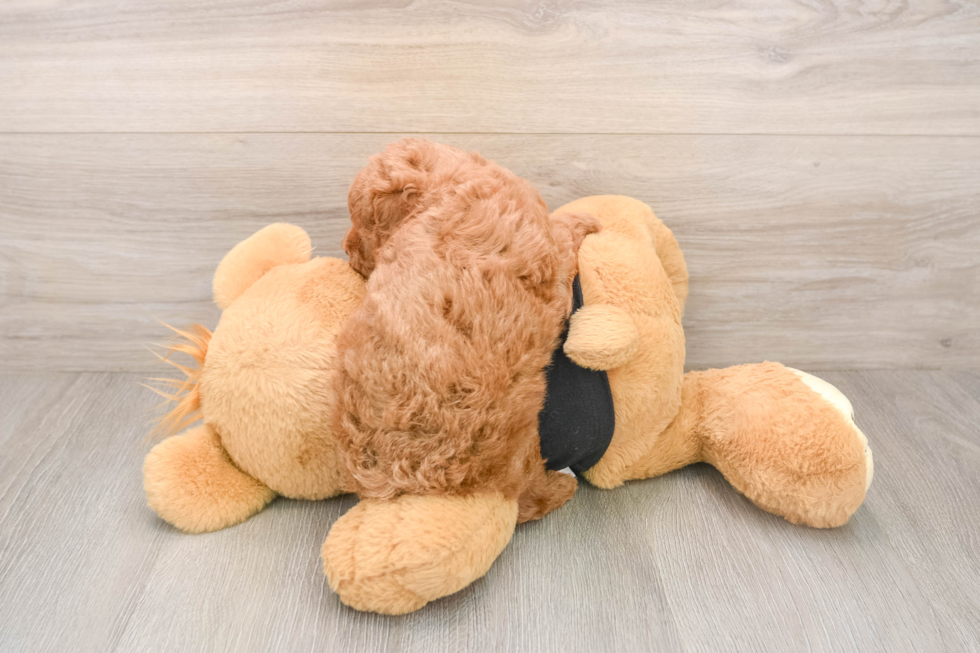 Best Poodle Baby
