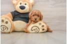 Poodle Pup Being Cute