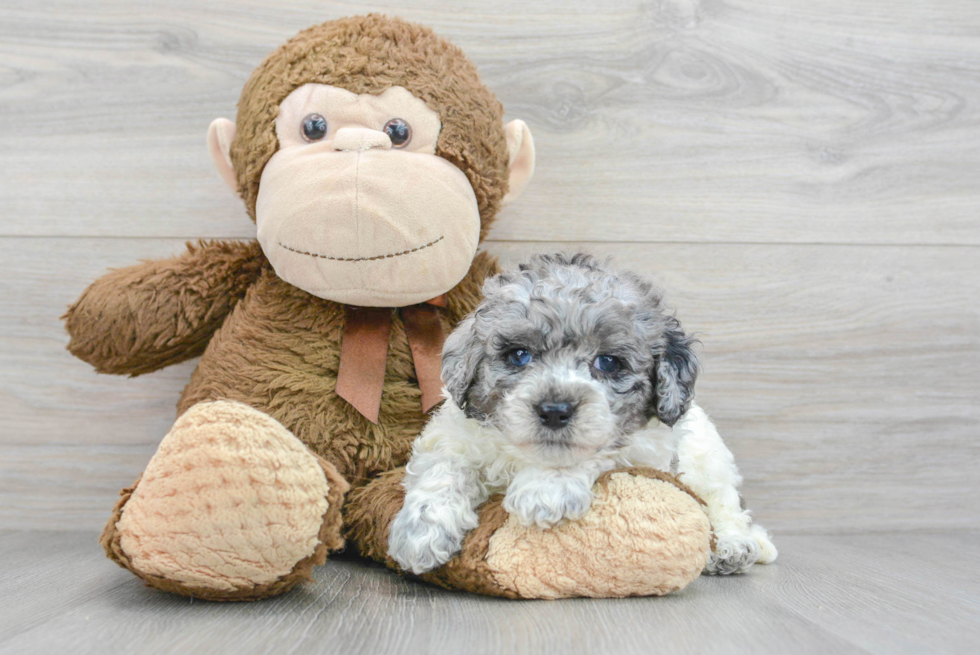 Popular Poodle Purebred Pup