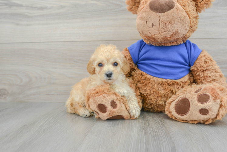 Adorable Pudle Purebred Puppy