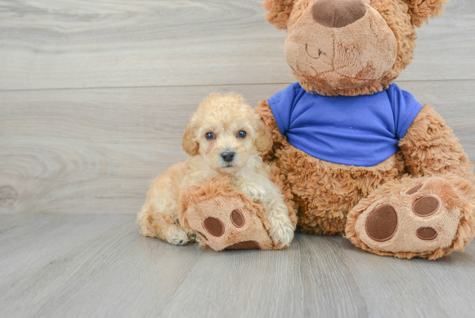 Adorable Pudle Purebred Puppy