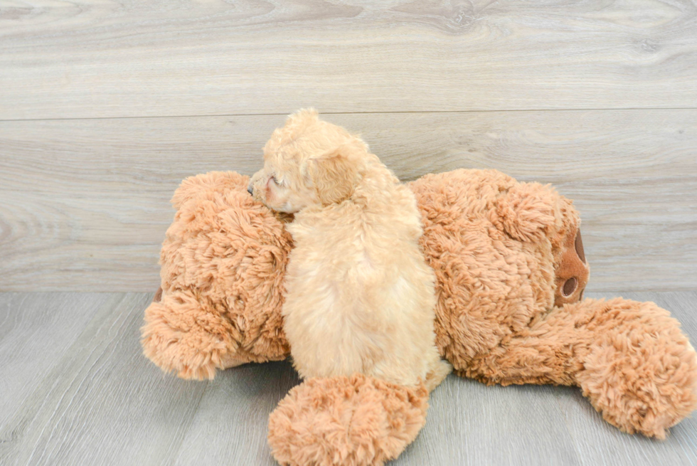 Little Poodle Purebred Pup