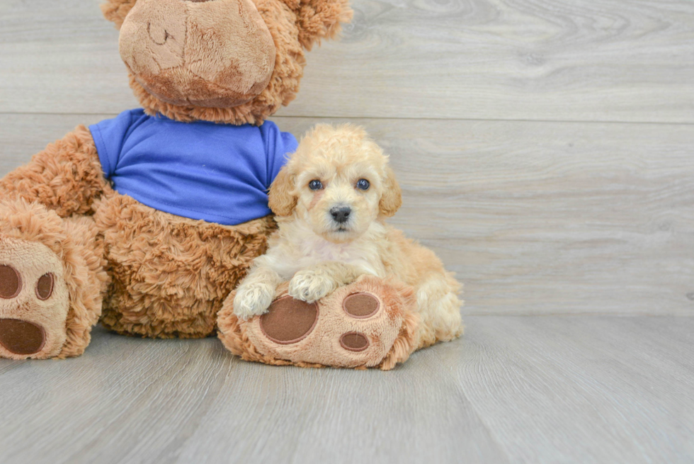 Best Poodle Baby