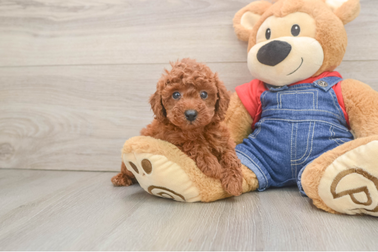 Best Poodle Baby