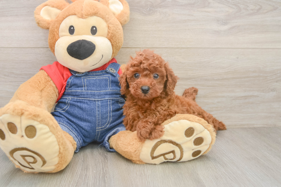 Poodle Puppy for Adoption
