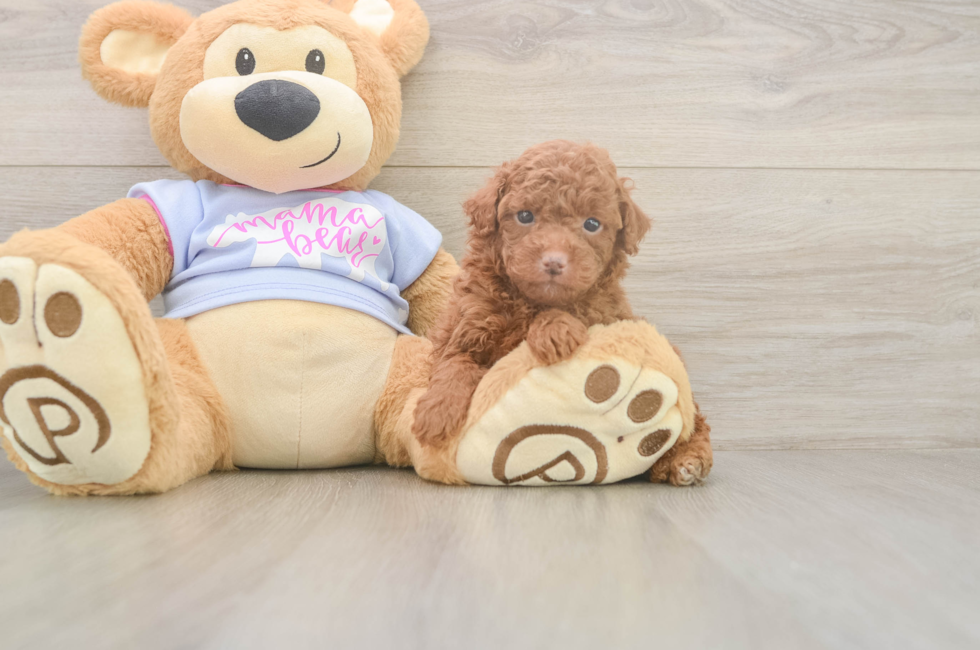 5 week old Poodle Puppy For Sale - Seaside Pups