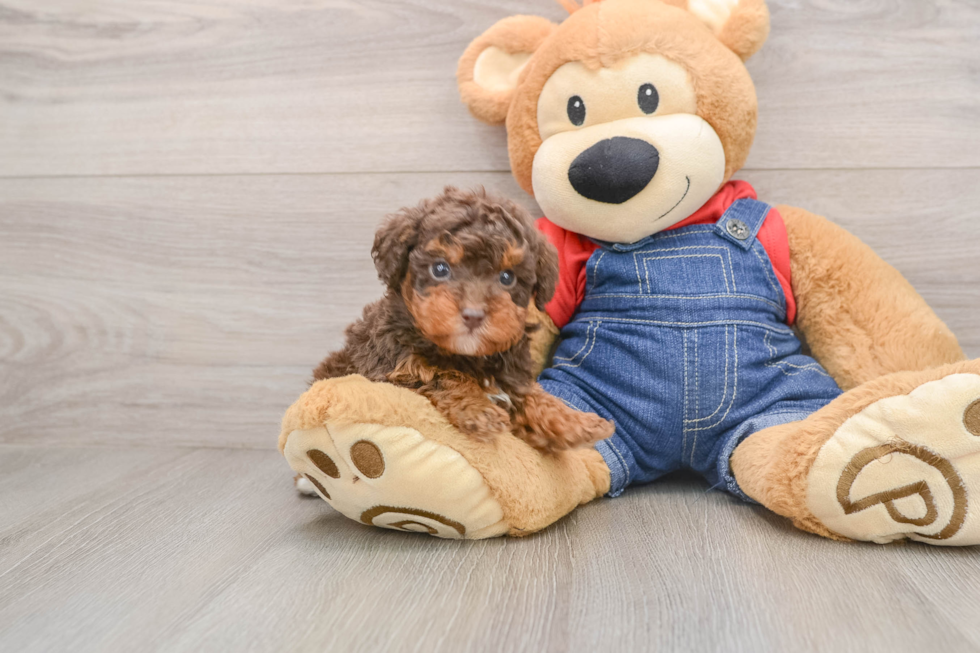 Cute Caniche Purebred Puppy