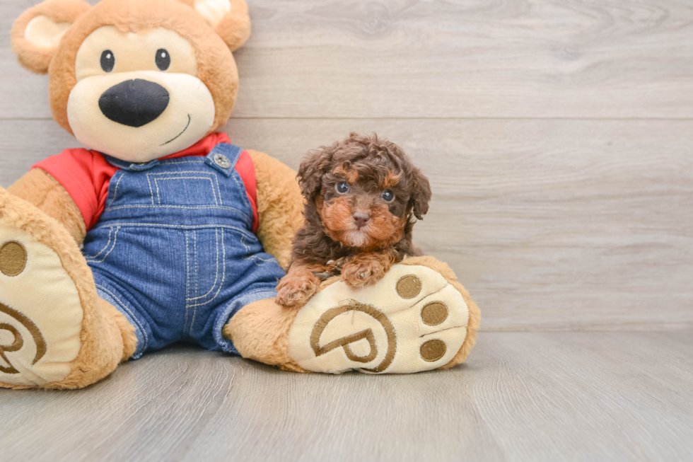 Happy Toy Poodle Purebred Puppy