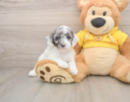7 week old Poodle Puppy For Sale - Seaside Pups