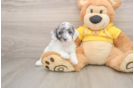 Smart Toy Poodle Purebred Puppy