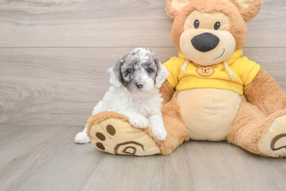 Smart Toy Poodle Purebred Puppy