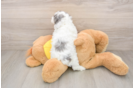 Best Poodle Baby