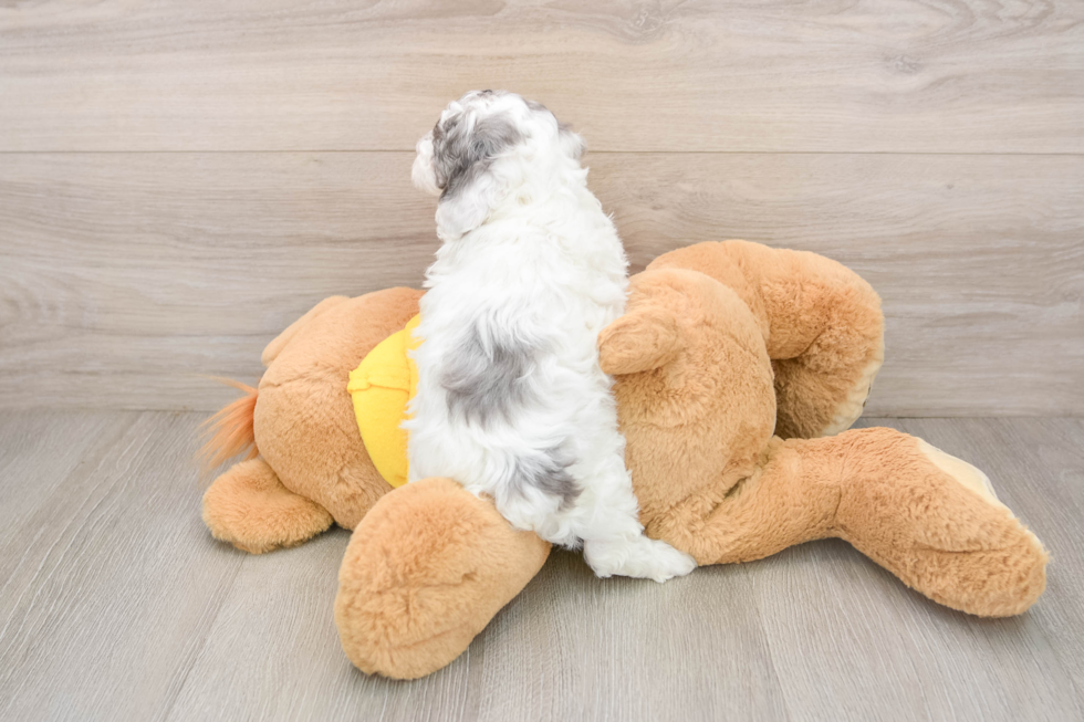 Best Poodle Baby