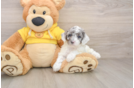 Best Poodle Baby