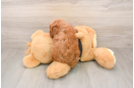 Poodle Puppy for Adoption