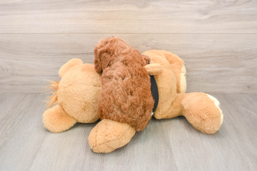 Poodle Puppy for Adoption