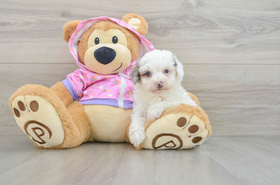 7 week old Poodle Puppy For Sale - Seaside Pups