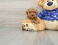 6 week old Poodle Puppy For Sale - Seaside Pups