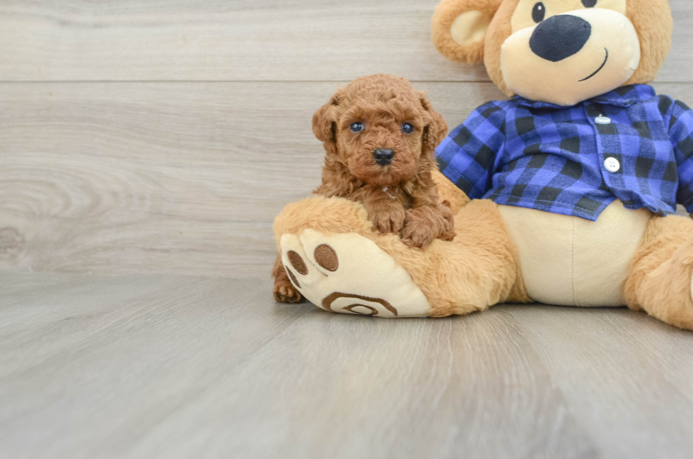 6 week old Poodle Puppy For Sale - Seaside Pups